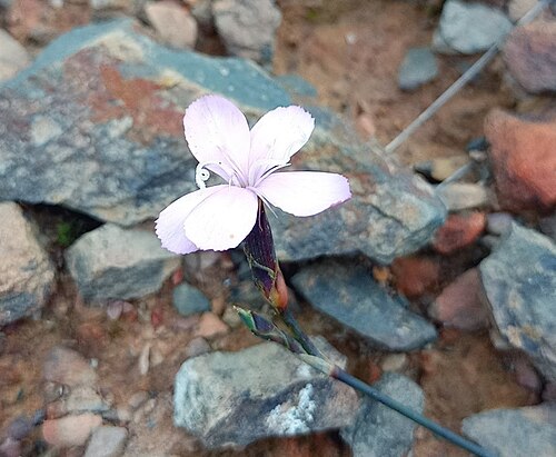 Wild pink: Dianthus albens, Western Cape, South Africa