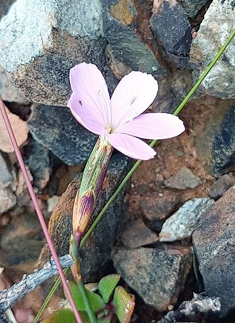 Wild pink: Dianthus albens, Western Cape, South Africa