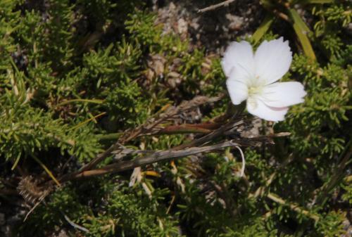 Wild pink (Dianthus albens)