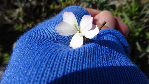 Wild pink (Dianthus albens)