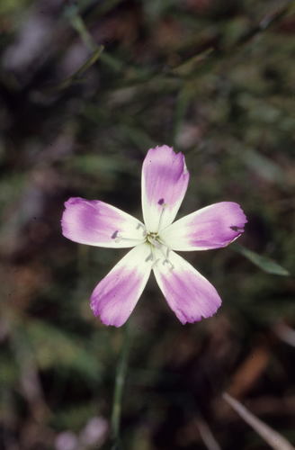 Wild pink (Dianthus albens)