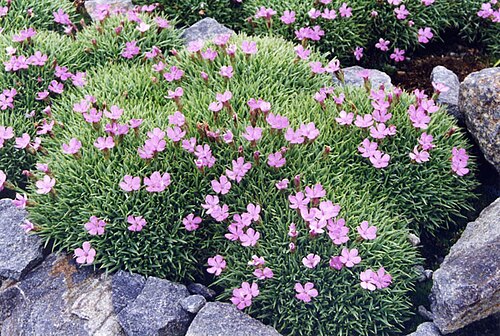 Dianthus anatolicus: Dianthus anatolicus