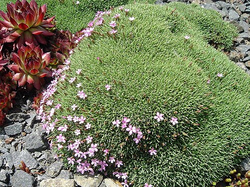 Dianthus anatolicus: Dianthus anatolicus