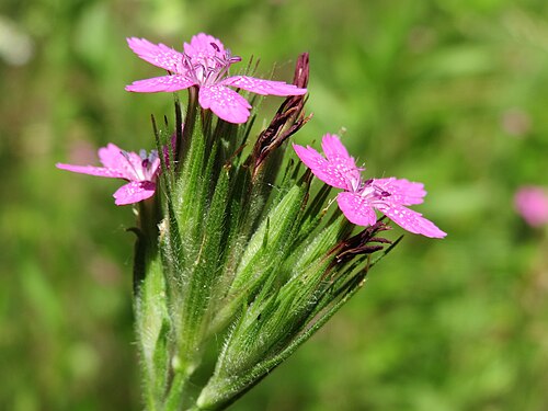 Deptford pink: Raue Nelke ( Dianthus armeria ) in den Horststückern