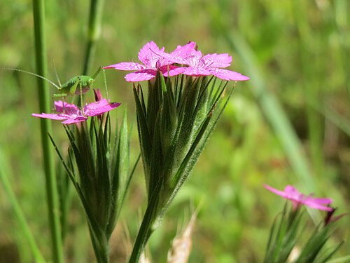 Deptford pink: Raue Nelke ( Dianthus armeria ) in den Horststückern