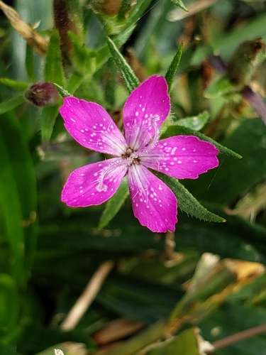 Deptford pink (Dianthus armeria)