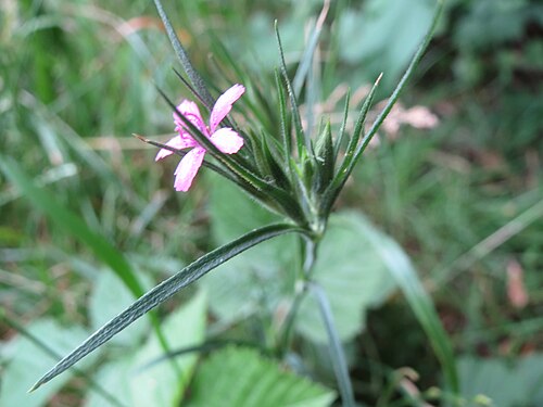 Deptford pink: Raue Nelke ( Dianthus armeria ) am Staden in Saarbrücken