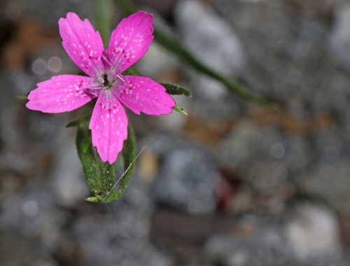 Deptford pink (Dianthus armeria)