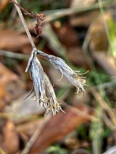 Deptford pink (Dianthus armeria)