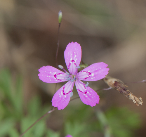 Deptford pink (Dianthus armeria)
