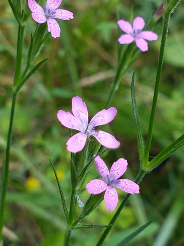 Deptford pink (Dianthus armeria)