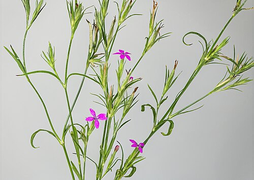 Deptford pink: Dianthus armeria (Deptford pink) - Plant habit