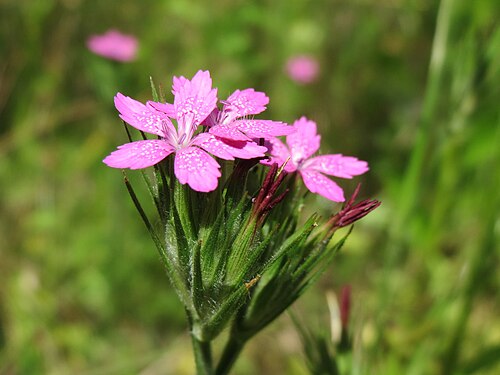 Deptford pink: Raue Nelke ( Dianthus armeria ) in den Horststückern