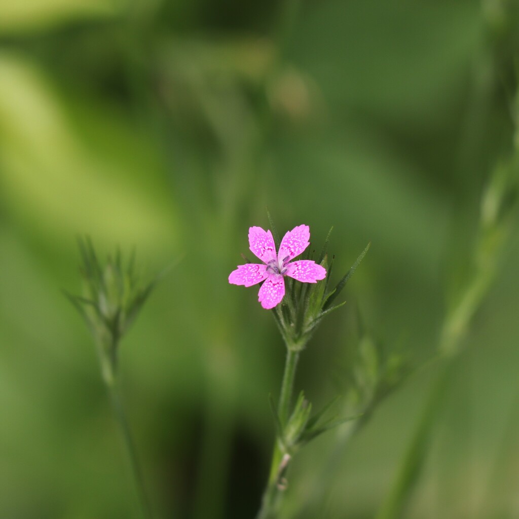 Deptford pink (Dianthus armeria)
