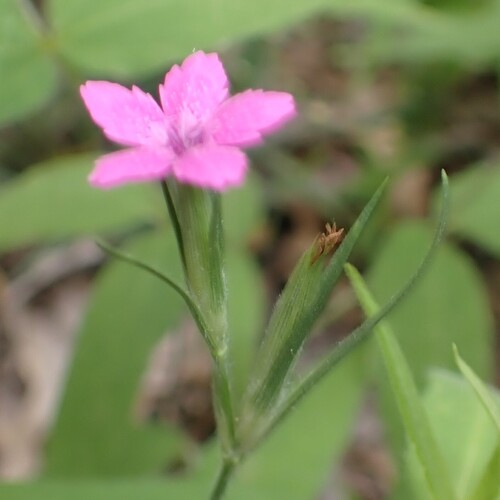 Deptford pink (Dianthus armeria)