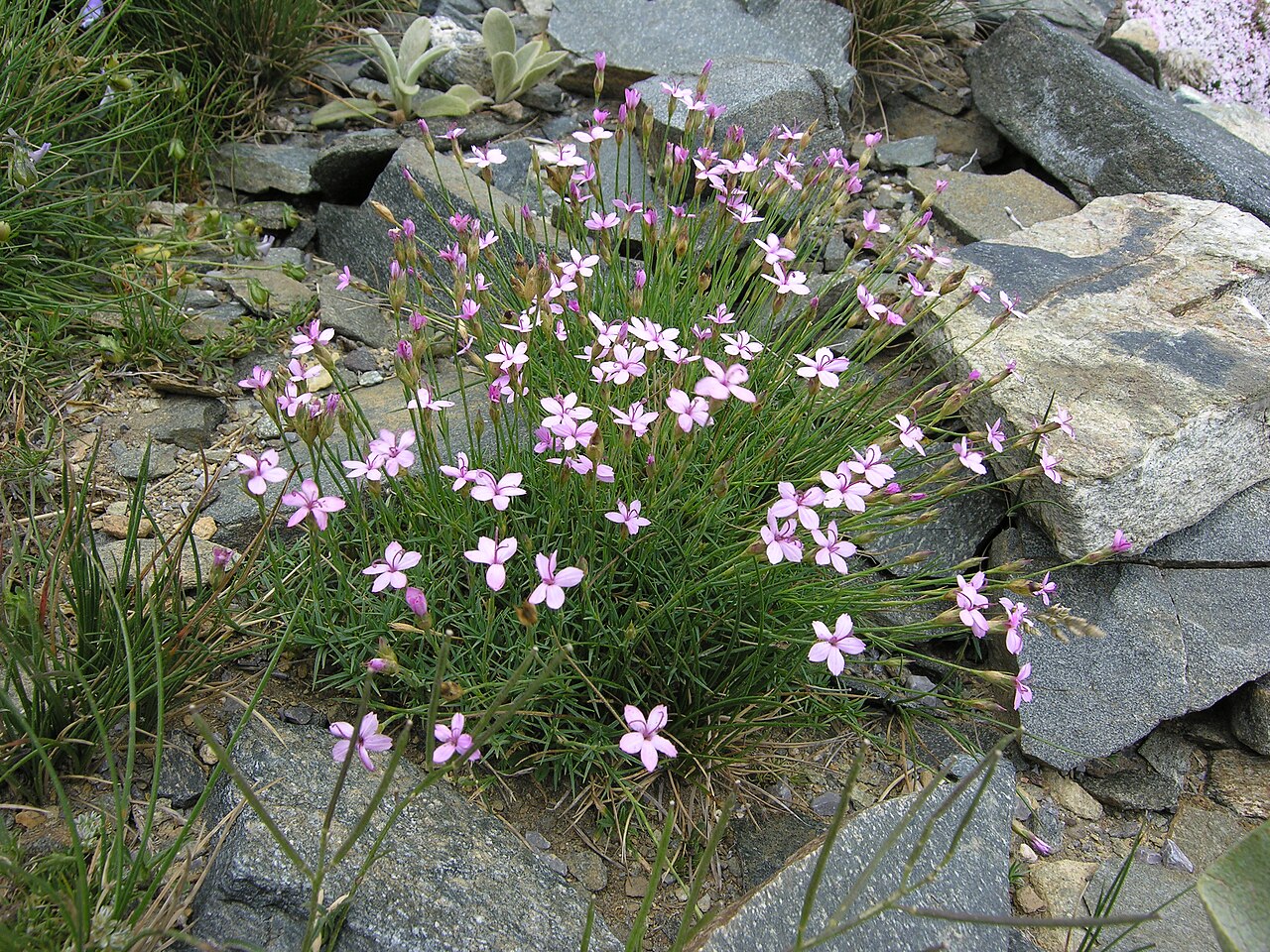 Dianthus arpadianus: Dianthus arpadianus