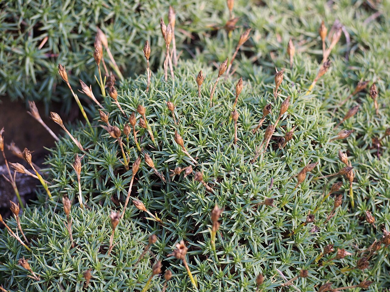 Dianthus arpadianus: Dianthus arpadianus , fruiting plants cultivated in Wrocław University Botanical Garden, Wrocław, Poland.