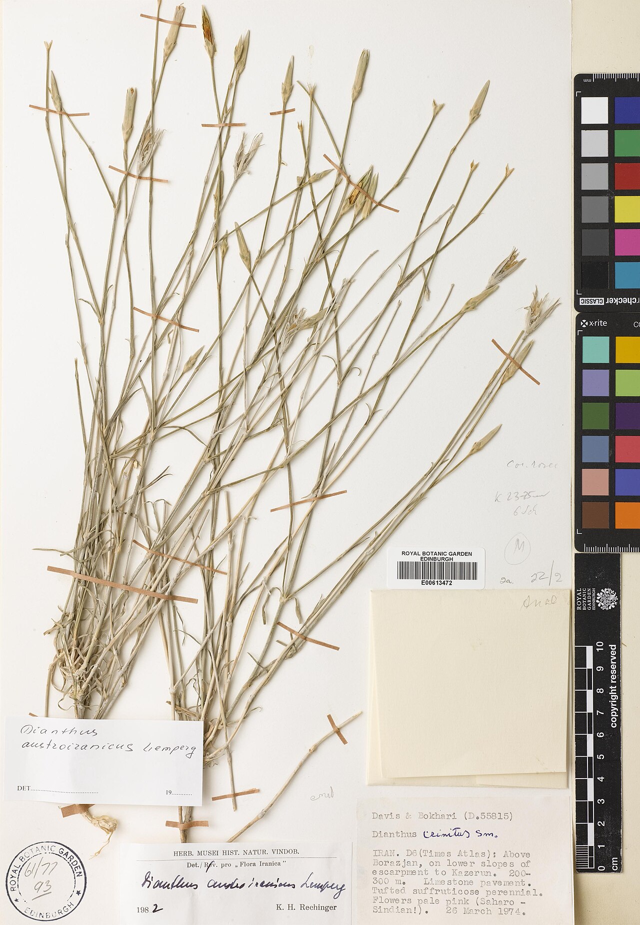 Dianthus austroiranicus: Dianthus austroiranicus — Herbarium specimen from D6 (Times Atlas), above Borazjan, on lower slopes of escarpment to Kazerun., Iran. Habitat: limestone pavement