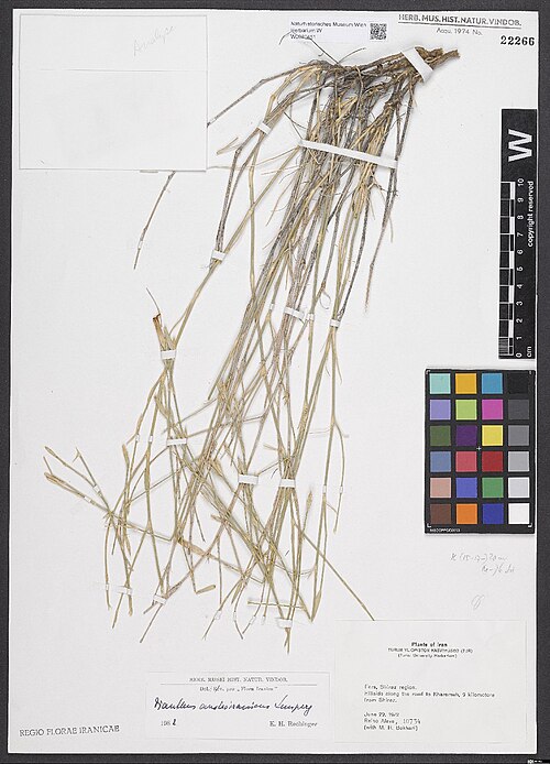 Dianthus austroiranicus: Dianthus austroiranicus — Herbarium specimen from Fars, Shiraz region, Hillside along the road to Kharameh, 9 km from Shiraz., Iran. Collected by Alava,R. & Bok