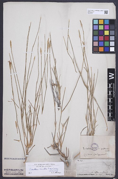 Dianthus austroiranicus: Dianthus austroiranicus — Herbarium specimen from Pl. Pers. australis [no. 457 = Kotschy,C.G.T. Pl. Pers. austr. Ed. R. F. Hohen. 1845 No. 457, In collibus ad l