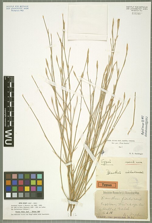 Dianthus austroiranicus: Dianthus austroiranicus — Herbarium specimen from Persien, Weinberge bei Mullah Zadeh., Iran. Collected by Stapf,O. Iter persicum 72 (1885-06-16). Recorded in G
