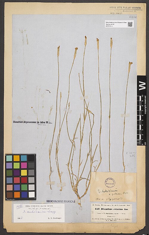Dianthus austroiranicus: Dianthus austroiranicus — Herbarium specimen from Pers. australis. In collibus ad lacum salsum Nemek-Derja pr. u. Schiras., Iran. Collected by Kotschy,C.G.T. Pl