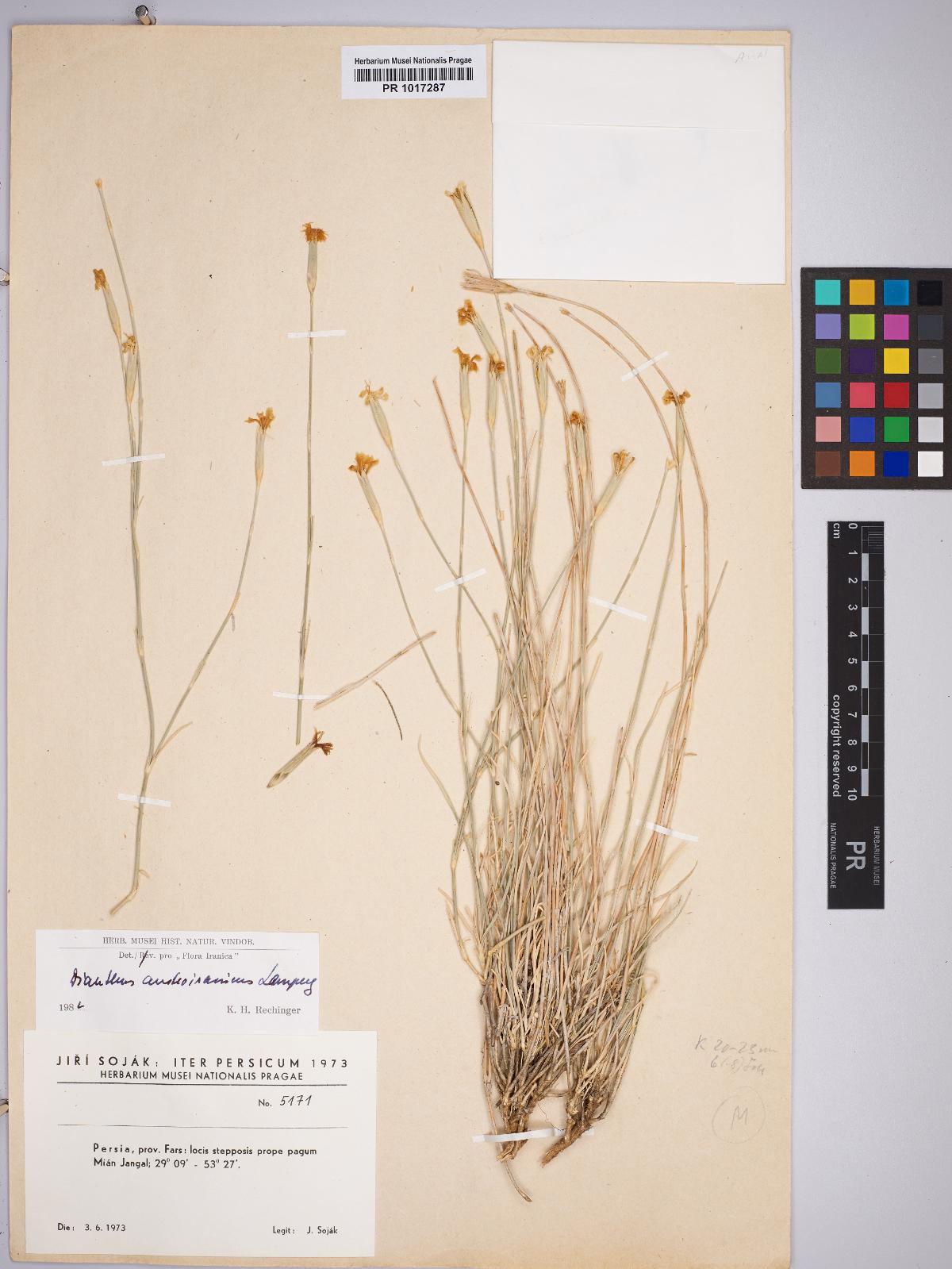 Dianthus austroiranicus: Dianthus austroiranicus — Herbarium specimen from Persia, prov. Fars, locis stepposis prope pagum Míán Jangal, 29°09' -53°27', Iran. Collected by Soják,J. 5171