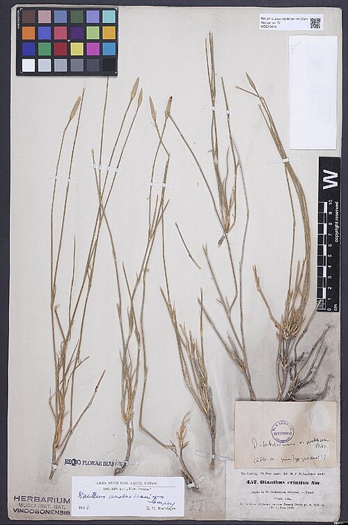 Dianthus austroiranicus: Dianthus austroiranicus — Herbarium specimen from Pers. australis. In collibus ad lacum salsum Nemek-Derja pr. u. Schiras., Iran. Collected by Kotschy,C.G.T. Pl