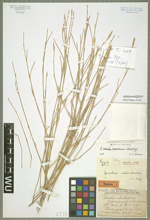 Dianthus austroiranicus: Dianthus austroiranicus — Herbarium specimen from Weinberge bei Mullah Zadeh W von Schiras., Iran. Collected by Stapf,O. Iter persicum 72 (1885-06-16). Recorded