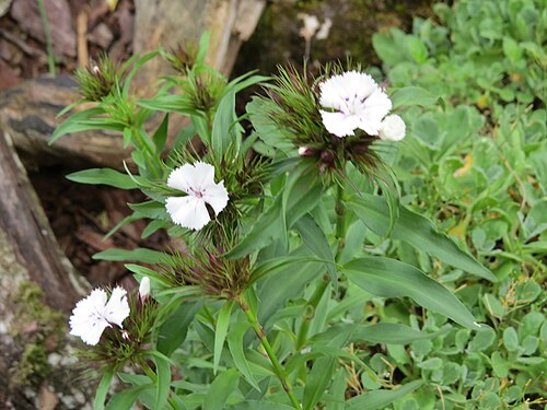 Sweetwilliam: Dianthus barbatus (sweet William) at Bichlhäusl in Frankenfels, Austria