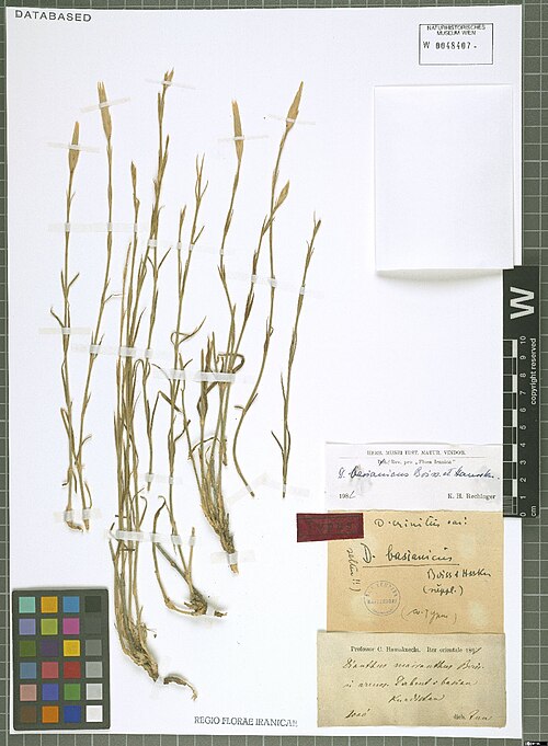 Dianthus basianicus: Dianthus basianicus — Herbarium specimen from In arenos. Derbent i Basian, Kurdistan, 2000' [=610m]., Iraq. Collected by Haussknecht,H.K. Iter orientale 1867 (C