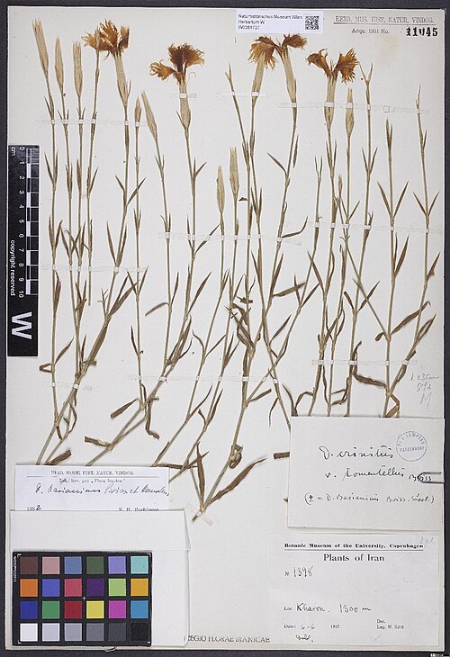 Dianthus basianicus: Dianthus basianicus — Herbarium specimen from [Luristan], Kharon, ca. 1300 m., Iran. Collected by Køie,M.E. 1398 (1937-06-06). Recorded in GBIF occurrence 31102