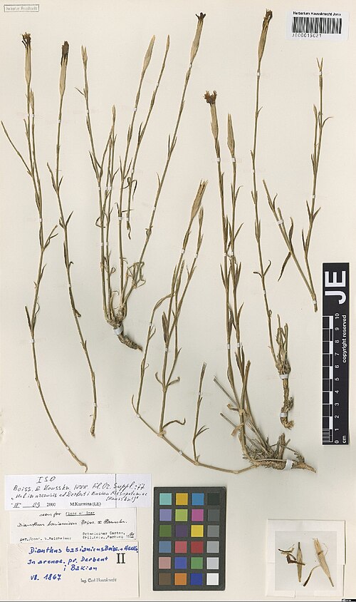 Dianthus basianicus: Dianthus basianicus — Herbarium specimen from In aren. pr. Derbent i Basian, Iraq. Collected by Haussknecht,C. 191 (1867-06). Recorded in GBIF occurrence 302897