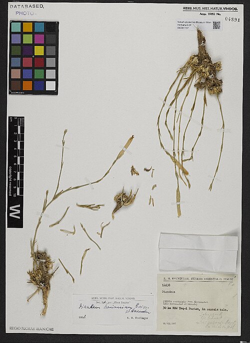 Dianthus basianicus: Dianthus basianicus — Herbarium specimen from Persia occidentalis, Prov. Kermanshah. Inter Kermanshah et Senandaj. 30km NNW Taq-i Bustan, in saxosis calc., Iran