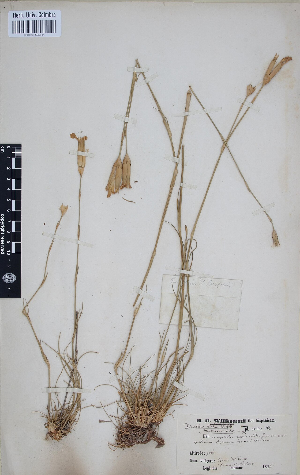 Dianthus boissieri: Photograph of Type of Dianthus sylvestris at Herbarium of the University of Coimbra, Portugal (COI). Specimen COI00059654. http://coicatalogue.uc.pt/specimen/CO