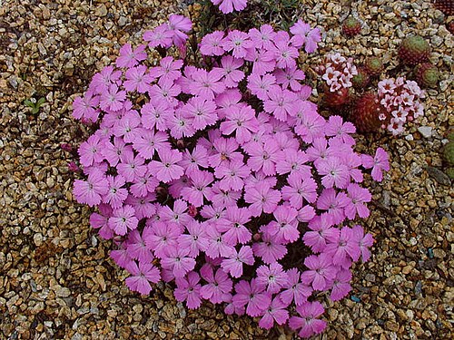 Dianthus brevicaulis: Plante endémique de la Turquie, de 5 à 8 cm, que l'on trouve sur éboulis et rochers entre 1900 et 2500 m.