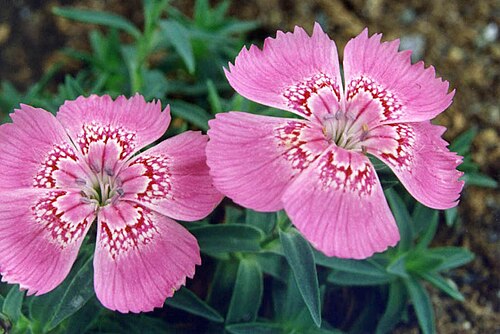 Dianthus callizonus: Dianthus callizonus