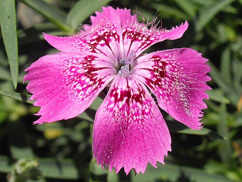 Dianthus callizonus: Dianthus callizonus