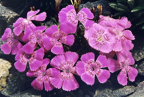 Dianthus callizonus: Dianthus callizonus