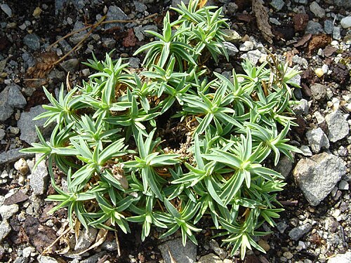 Dianthus callizonus: Dianthus callizonus