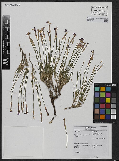 Dianthus canescens: Dianthus orientalis — Herbarium specimen from Kermanshah, Shahu Mt. 2700 to 3200 m., Iran. Collected by Noroozi,J. 3773 (2016-07-04). Recorded in GBIF occurrenc