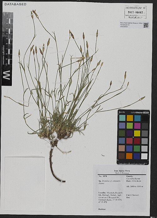 Dianthus canescens: Dianthus orientalis — Herbarium specimen from Miyaneh, Bozqush Mt., Eshlagh, Dishab, high elevation of Bozqush Mt., Gishlagh daghi,, Iran. Collected by Noroozi,
