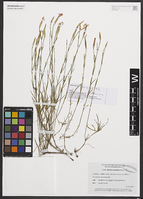 Dianthus canescens: Dianthus orientalis — Herbarium specimen from Tbilisi, Tbilisi, Narikala Fortress, ca. 450 m., Georgia. Collected by Parolly,G. & Korotkova,N. 15064 (2016-07-11