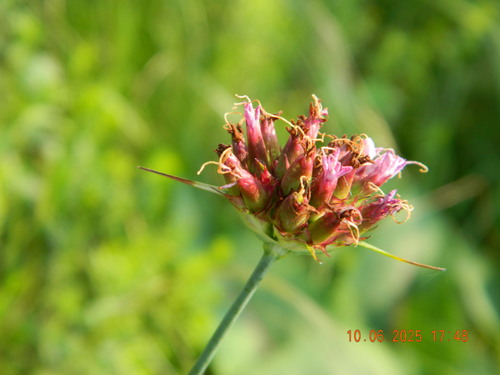 Dianthus capitatus (Dianthus capitatus)