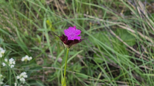 Dianthus capitatus (Dianthus capitatus)