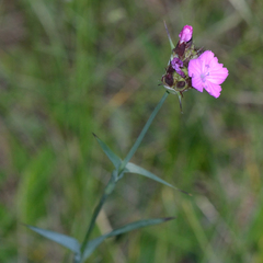 Dianthus capitatus (Dianthus capitatus)