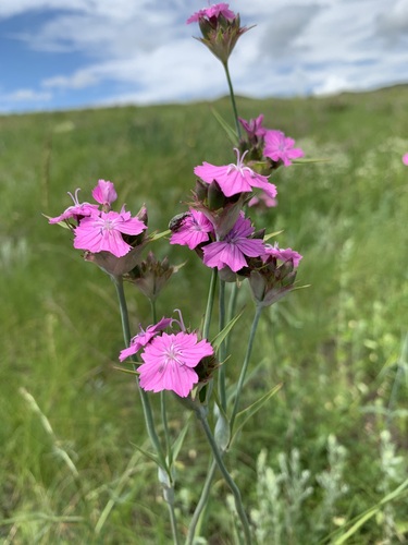Dianthus capitatus (Dianthus capitatus)