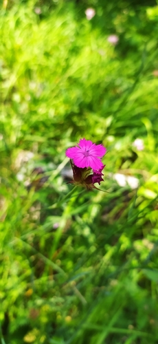 Dianthus capitatus (Dianthus capitatus)