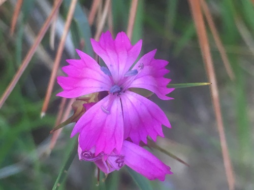 Dianthus capitatus (Dianthus capitatus)