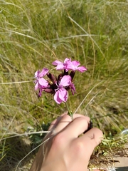Dianthus capitatus (Dianthus capitatus)